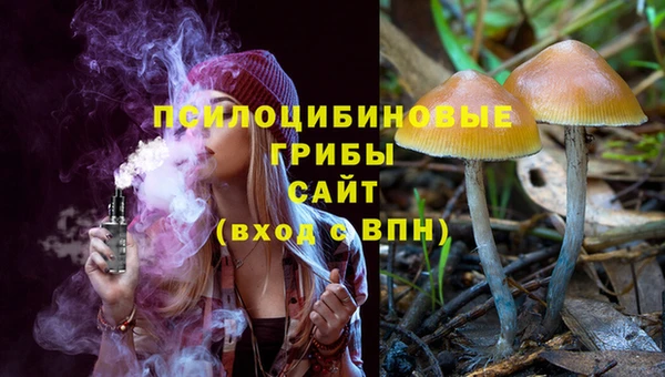 прущие грибы Магадан