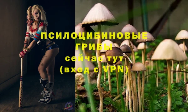 прущие грибы Магадан